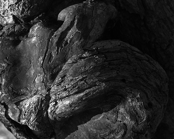02-July-2012 Inner Lives of Trees II (Fantasy)