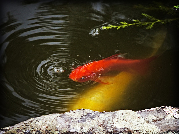 23-Aug-2012 Airport Koi (Common Sense)