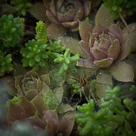 06-July-2012 Cobweb/Leeks II (Estimation)