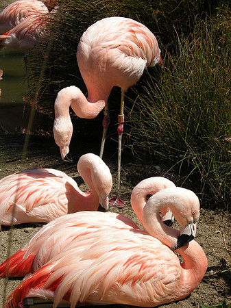Flamingo Memento I