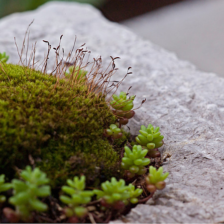 07-July-2012 Moss Flowers (Fantasy)