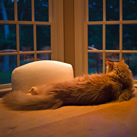 14-June-2012 Maple Cat at Five A.M. (Imagination)