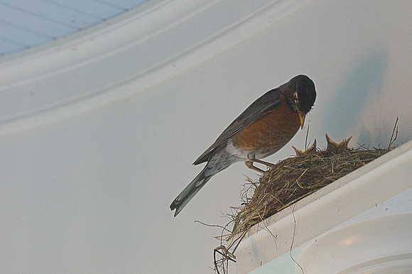 17-June-2012 Nesting 2 (Estimation)