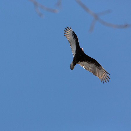 Turkey Vulture
