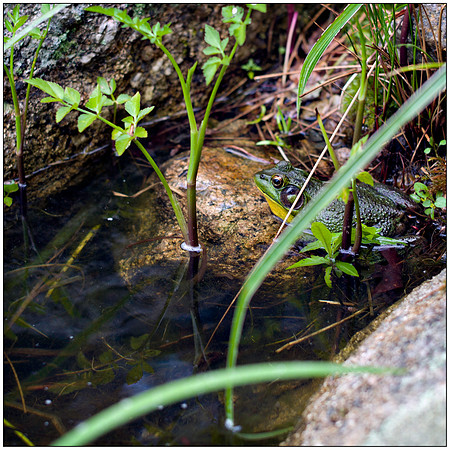 28-June-2012 Camouflage (Estimation)
