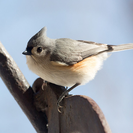 Tufted Titmouse