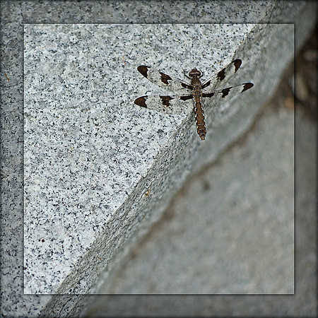 23-June-2012 Dragonfly (Estimation)